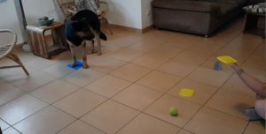 Read more about the article Clickertraining – Gegenstände erkennen