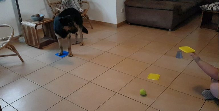 Clickertraining – Gegenstände erkennen